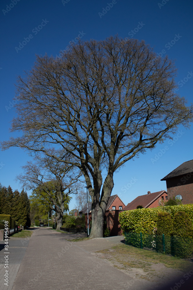 a big tree in the street between houses 