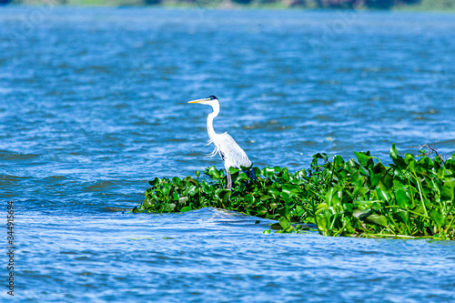 The herons are long-legged freshwater and coastal birds in the family Ardeidae, with 64 recognised species, some of which are referred to as egrets or bitterns rather than herons photo