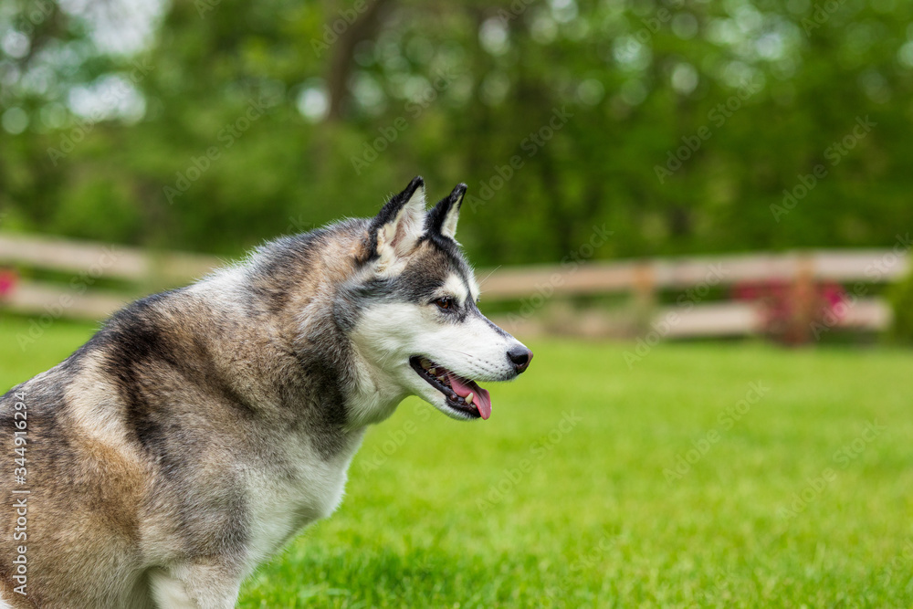 Portrait of Siberian Husky Portrait of Siberian Husky