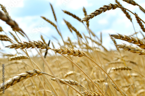 View of a field with ripe wheat with a golden hue in the sun. Summer harvest. Farm  production of flour  bread and bakery products. Agricultural landscape  growing crops  background  textures - Image