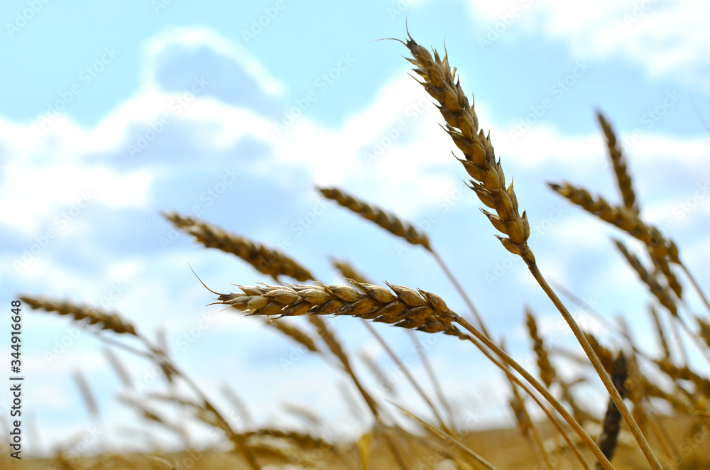 View of a field with ripe wheat with a golden hue in the sun. Summer harvest. Farm, production of flour, bread and bakery products. Agricultural landscape, growing crops, background, textures - Image View of a field with ripe wheat with a golden hue in the sun. Summer harvest. Farm, production of flour, bread and bakery products. Agricultural landscape, growing crops, background, textures - Image