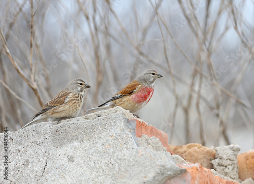 Tableau sur toile A pair of common linnet (Linaria cannabina) in mating plumage sits on stones