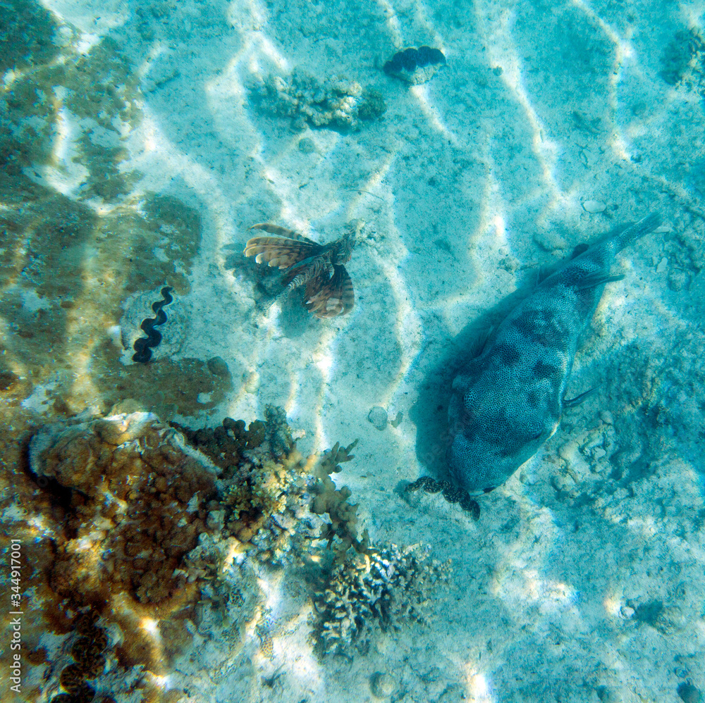 Fototapeta premium A photo of a pufferfish in the sand