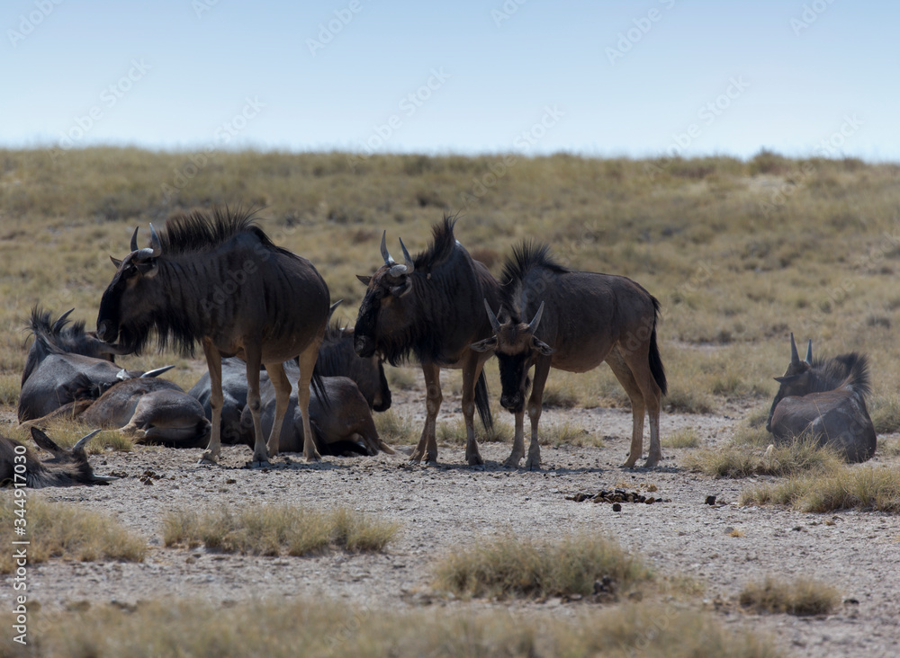 Naklejka premium Some buffalo animals in Namibia desert