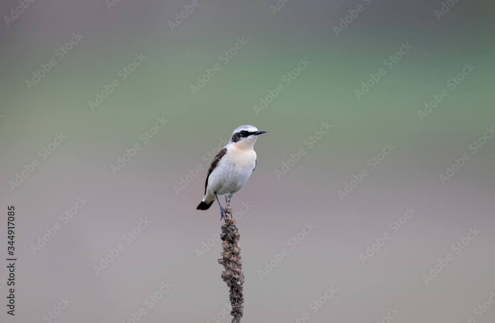 Fototapeta premium northern wheatear or wheatear (Oenanthe oenanthe) sits on a lonely stem of a plant on a blurry green background.