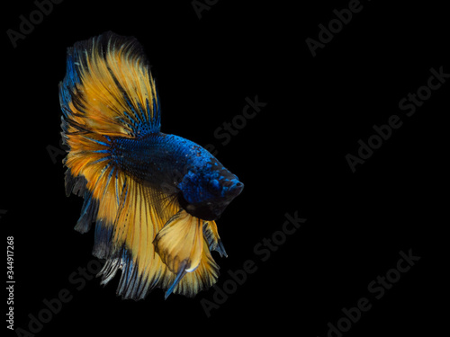 Blue with yellow tail Siamese fighting fish. Movement Betta splendens isolated on black background.