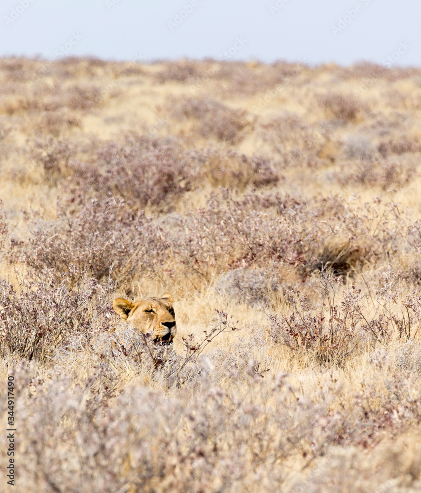 A female lion in Etosha park