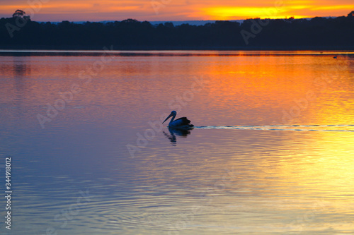 A pelican cutting a path across the still river at dawn. Taken in Mandurah, Western Australia