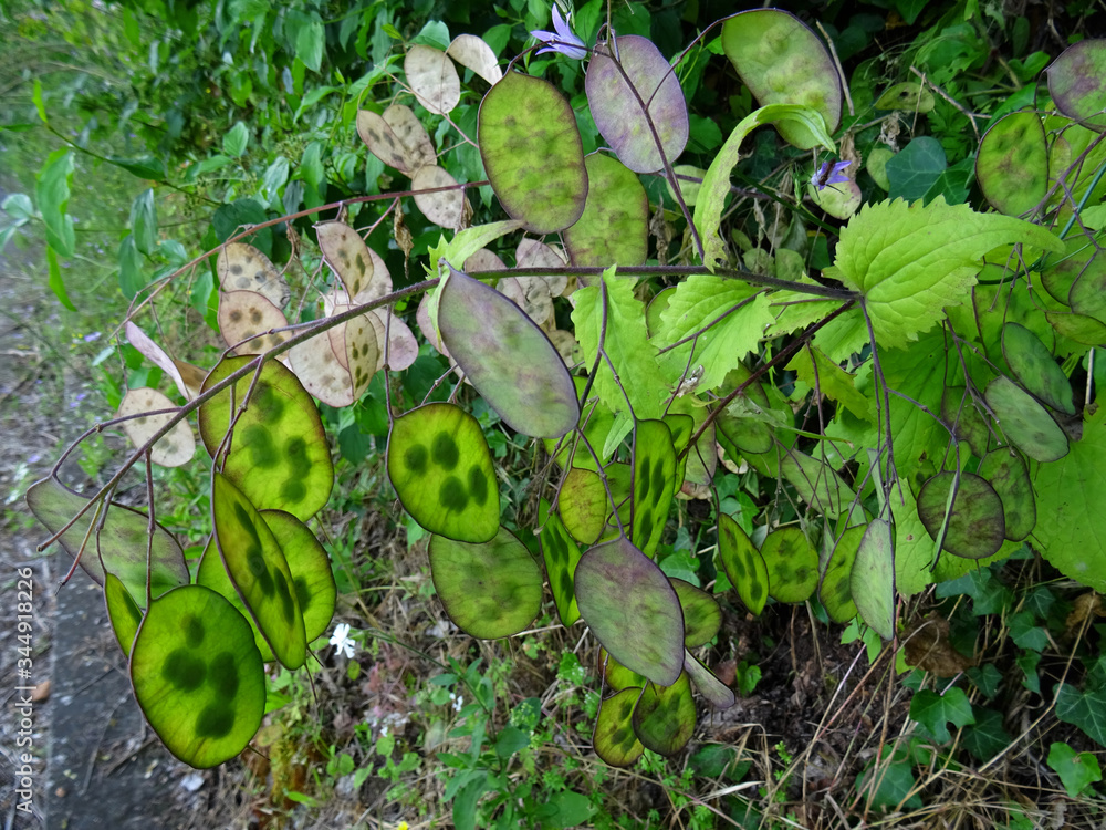 Fototapeta premium Plant: ´Lunaria annua´. Popular names: