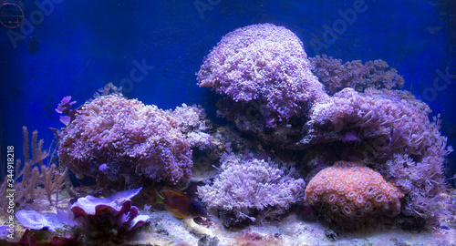 View of a sea coral aquarium