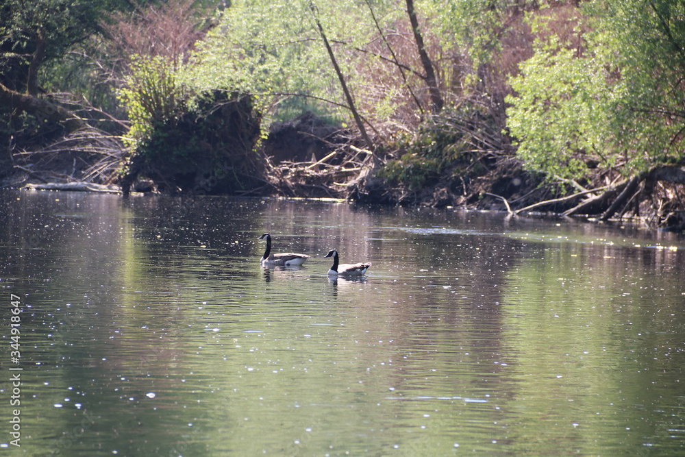 Kanadagänse schwimmen im Fluss Wupper im Frühling Kanadagänse schwimmen im Fluss Wupper im Frühling