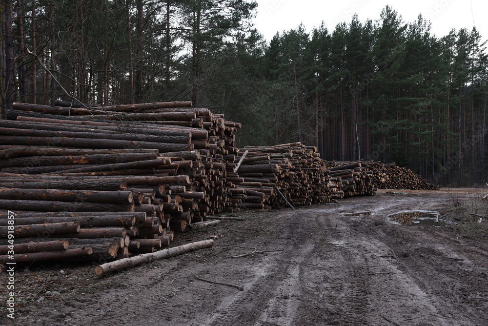 Stack of cut pine tree logs in a forest. Wood logs, timber logging, industrial destruction, forests Are Disappearing, illegal logging
