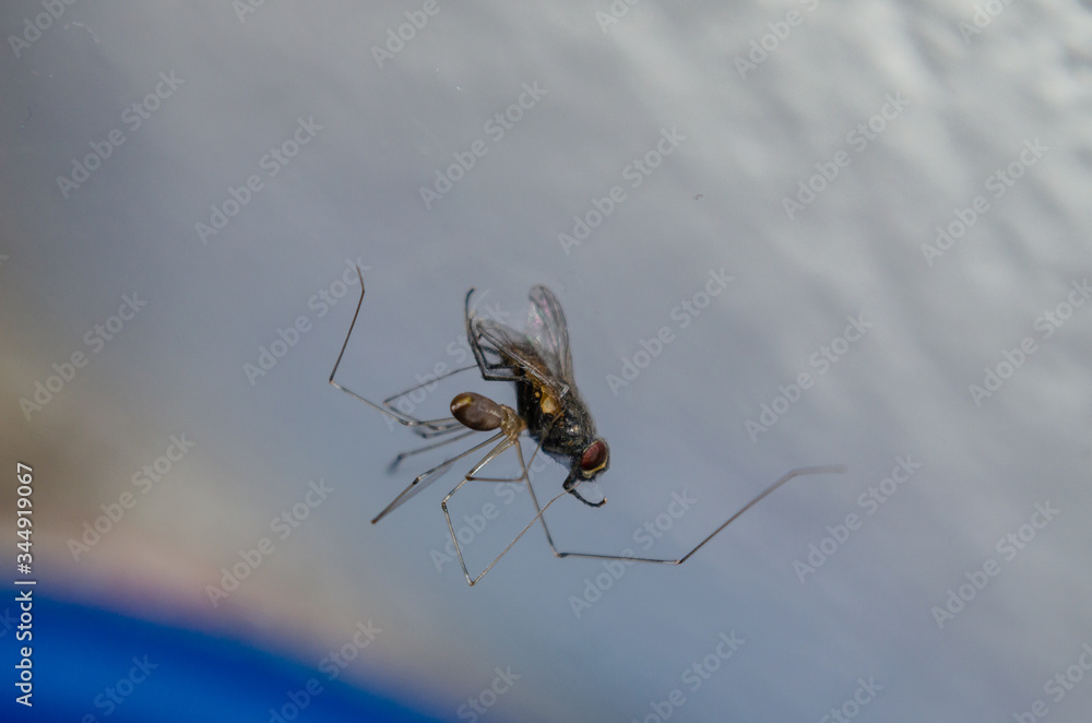 spider on a web spider on a web