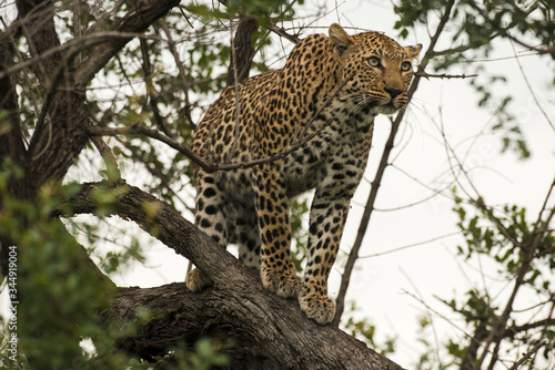 L  opard  Panth  re  Panthera pardus  Afrique du Sud