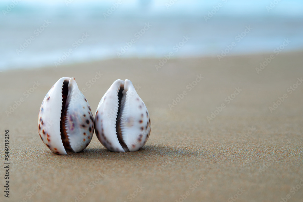 Landscape with shells on tropical beach. Travel and tourism concept. Copy Space.
