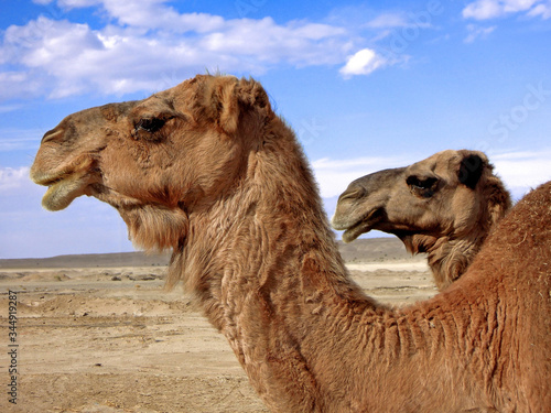 Close view on two heads of the camels in the desert. Picture taken in Maranjab desert, near Kashan, Iran