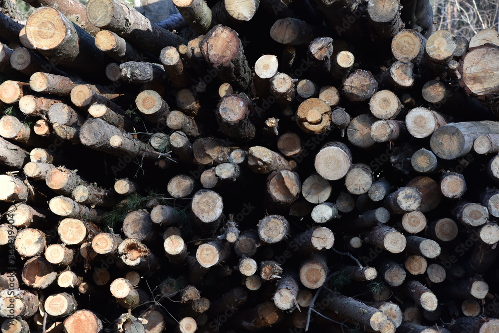 Stack of cut pine tree logs in a forest. Wood logs, timber logging, industrial destruction, forests Are Disappearing, illegal logging Stack of cut pine tree logs in a forest. Wood logs, timber logging, industrial destruction, forests Are Disappearing, illegal logging