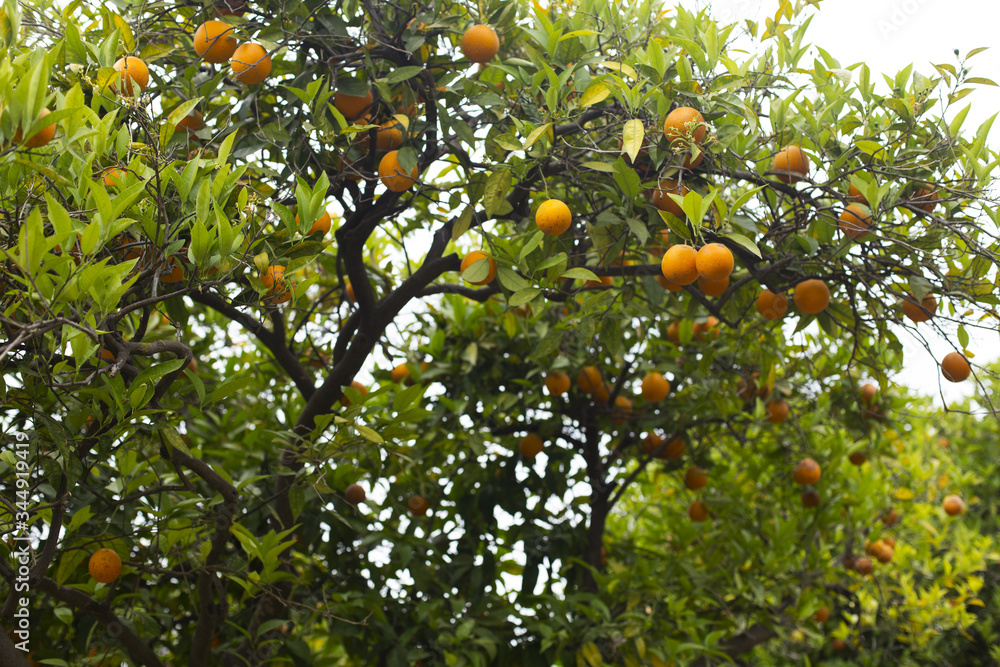 Orange tree with orange fruits in the sun Orange tree with orange fruits in the sun