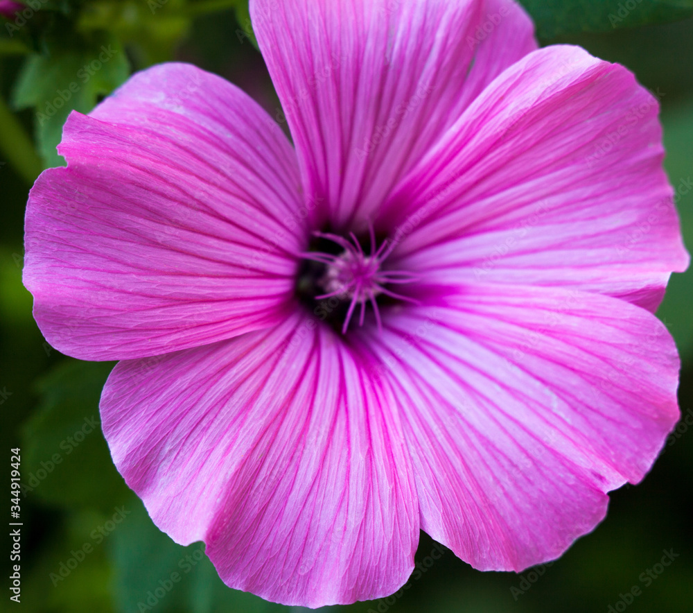 Naklejka premium Pink lavatera (mallow) flower