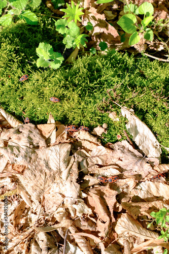 Fire Bug (Pyrrhocoris apterus) in the forest