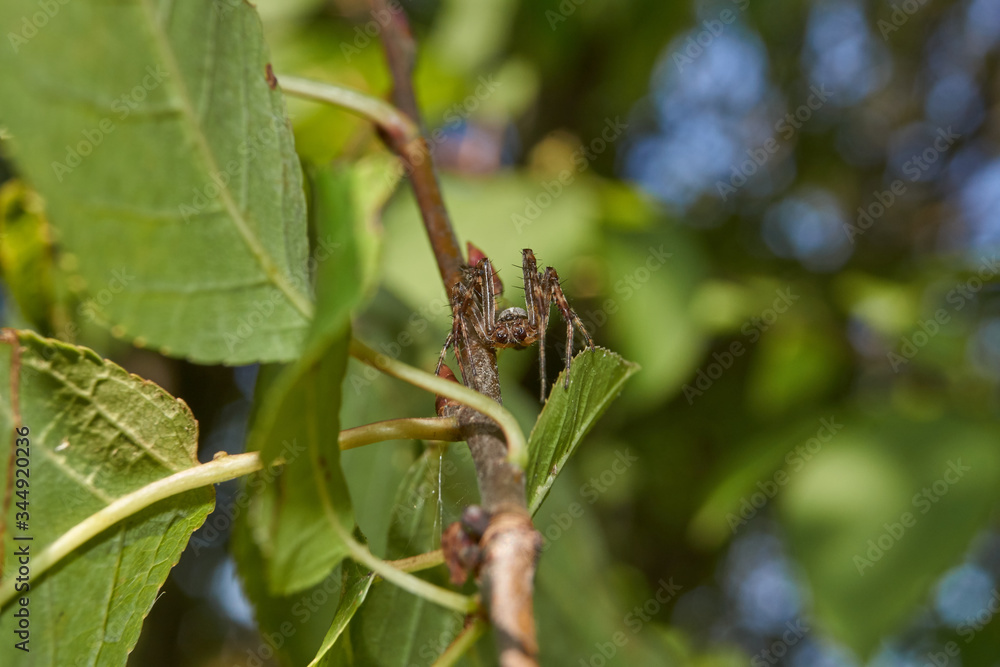The first day of autumn in the garden. Spider cross (lat. Araneus). The first day of autumn in the garden. Spider cross (lat. Araneus).