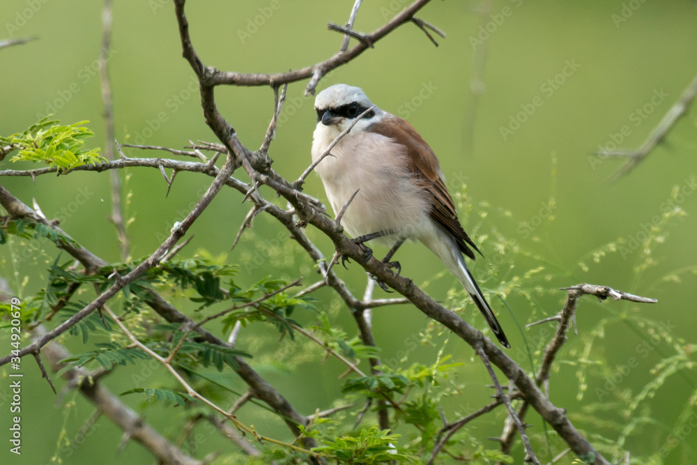 Pie grièche écorcheur,.Lanius collurio, Red backed Shrike Pie grièche écorcheur,.Lanius collurio, Red backed Shrike