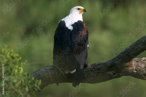 Pygargue vocifer, .Haliaeetus vocifer , African Fish Eagle, Parc national Kruger, Afrique du Sud