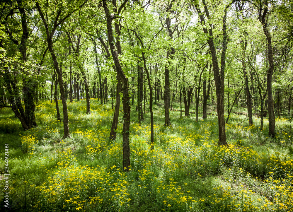 Wildflowers in the beautiful spring forest Wildflowers in the beautiful spring forest