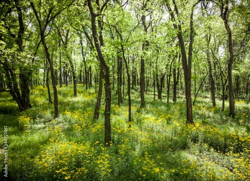 Wildflowers in the beautiful spring forest