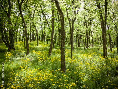 Wildflowers in the beautiful spring forest