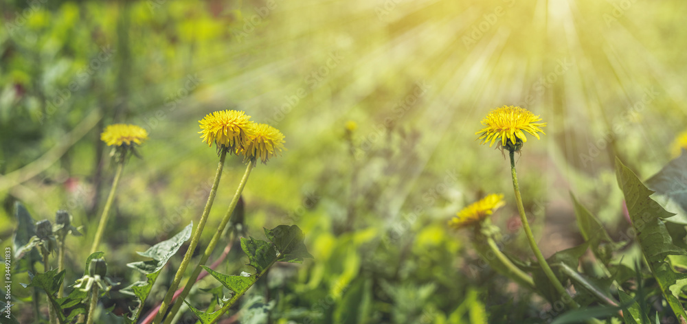 Fototapeta premium Beautiful spring dandelion flowers. Green field with yellow dandelions. Closeup of yellow spring flowers on the ground