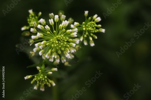 Gentle white spring flower on a green blurred background. 
