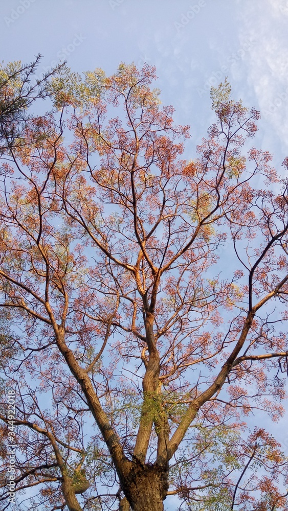 Fototapeta premium tree over sky