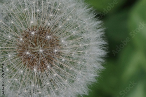 Macro shot with white blowball in a green background.