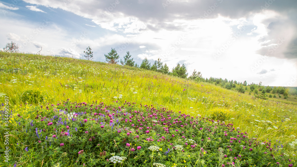 blooming meadow at the top of a hill, clover blooming meadow at the top of a hill, clover