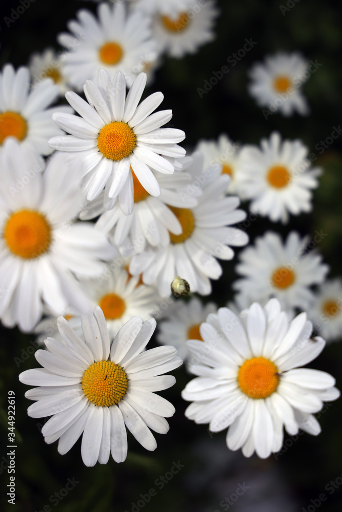 Obraz premium daisies on black background