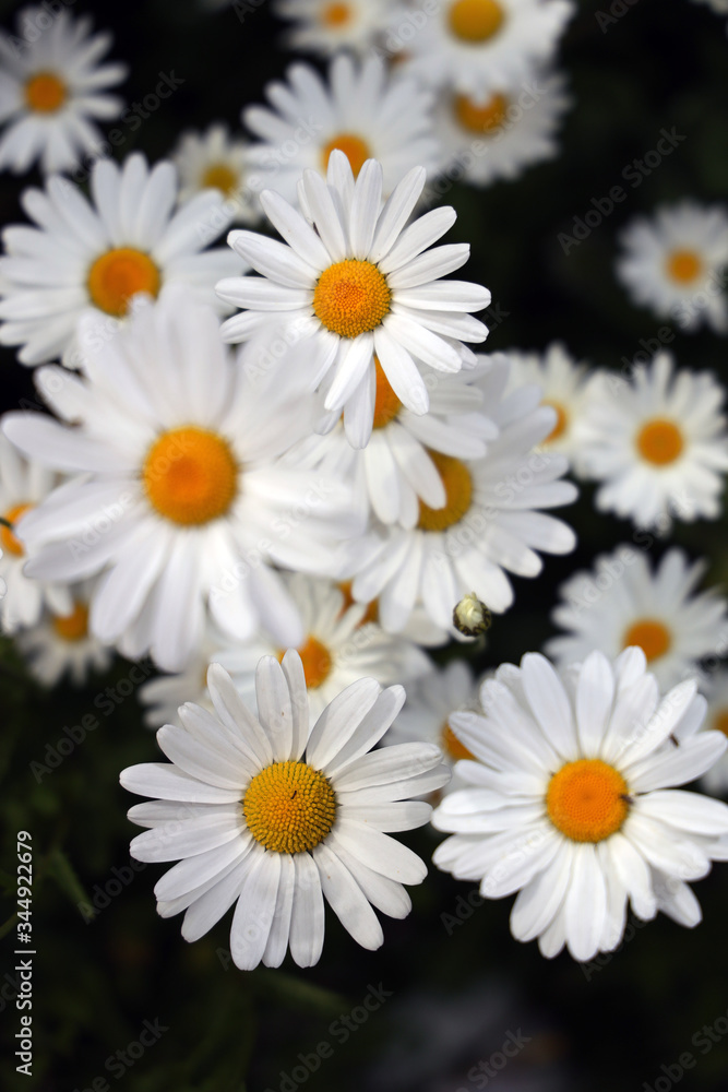 daisies on black background daisies on black background
