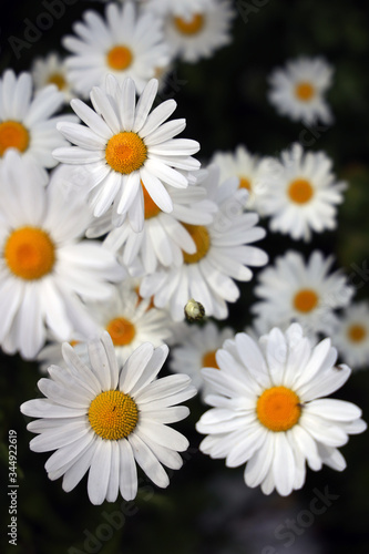 daisies on black background