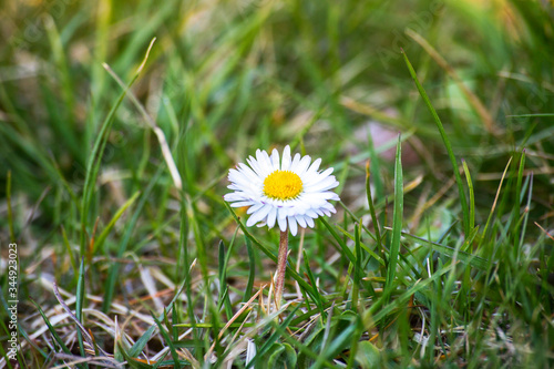 Daisy flower (Bellis perennis) on meadow