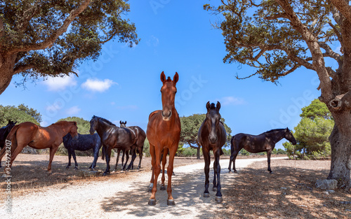 Group of beautiful horses (Menorquin horse) relax in the shade of the trees. Menorca (Balearic Islands), Spain