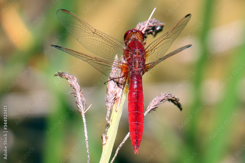 Une libellule Crocothemis Erythraea, sur une herbe sauvage. A Crocothemis Erythraea dragonfly, on a wild grass. Une libellule Crocothemis Erythraea, sur une herbe sauvage. A Crocothemis Erythraea dragonfly, on a wild grass.