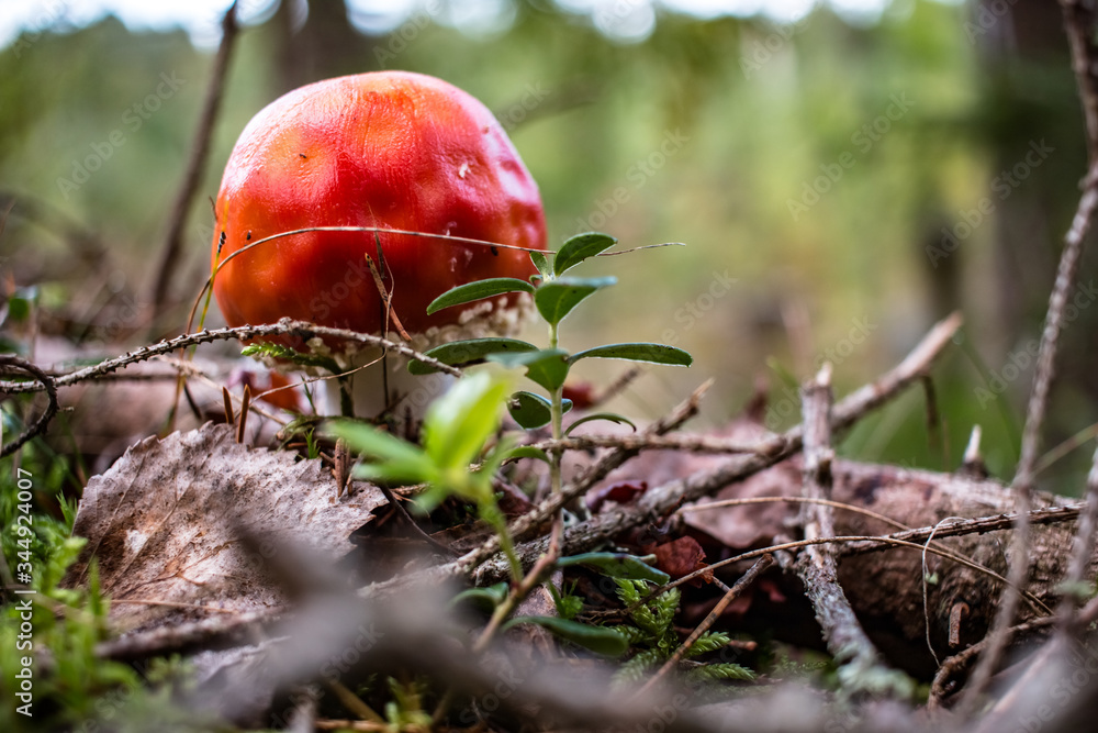 fly agaric, amanita muscaria, fungus grows on the forest floor in autumn fly agaric, amanita muscaria, fungus grows on the forest floor in autumn