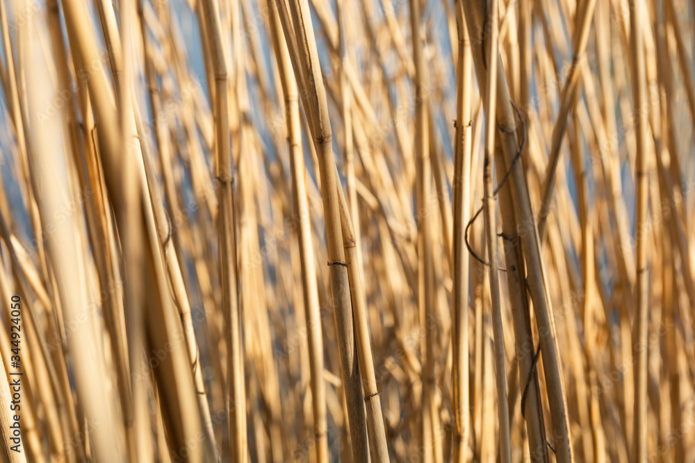 Dry yellow cane stalks close-up shot by the river Dry yellow cane stalks close-up shot by the river