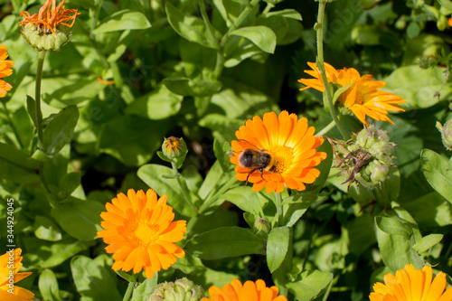 bumblebee collecting nectar from calendula flowers on a sunny day