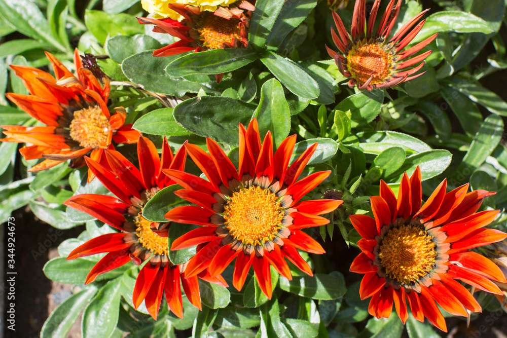 gazania flowers, top view, in the light of the sun gazania flowers, top view, in the light of the sun