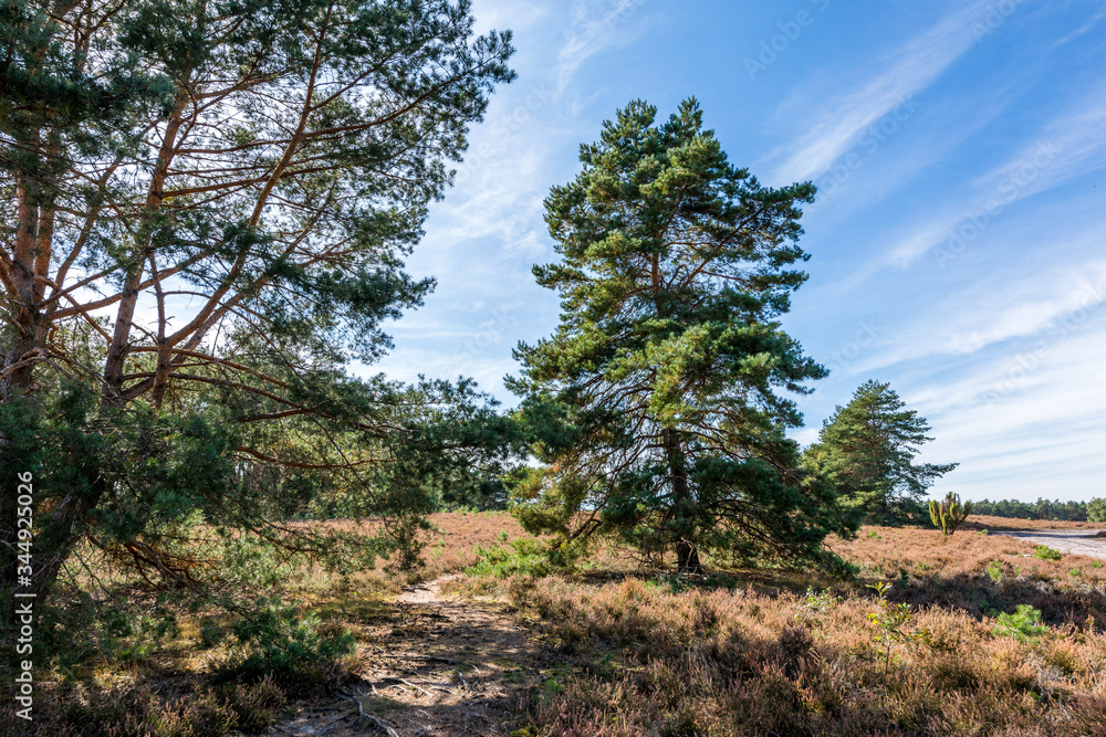 Heidelandschaft der Kirchdorfer Heide, Niedersachsen, Deutschland