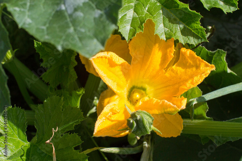 flower zucchini closeup on a sunny day