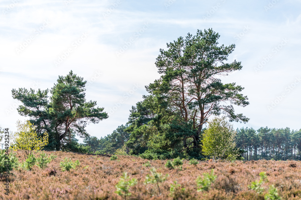 Heidelandschaft der Kirchdorfer Heide, Niedersachsen, Deutschland Heidelandschaft der Kirchdorfer Heide, Niedersachsen, Deutschland