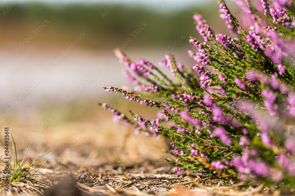 Obraz premium Besenheide in der Kirchdorfer Heide, Niedersachsen, Deutschland