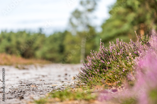 Besenheide in der Kirchdorfer Heide, Niedersachsen, Deutschland